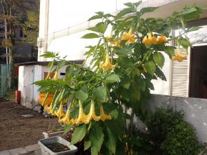 沢山の花を吊すエンジェルストランペットの花の画像