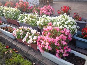 白いベゴニアの花の画像