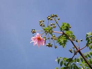 蒼い空を背景にピンクの皇帝ダリア花一つとつぼみの画像