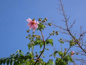 桜の枝と背比べする皇帝ダリアの画像