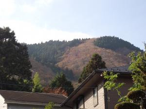 鴻応山の広葉樹林の画像