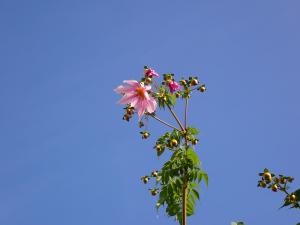 皇帝ダリアの花の画像