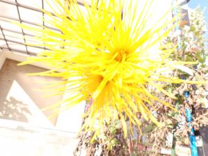 見事に咲いた黄色い菊の花の画像