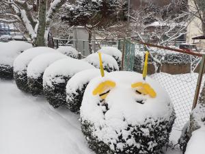 庭木に降雪の画像