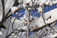 大雪警報６