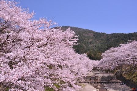 七谷川の桜