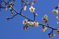 ２月２