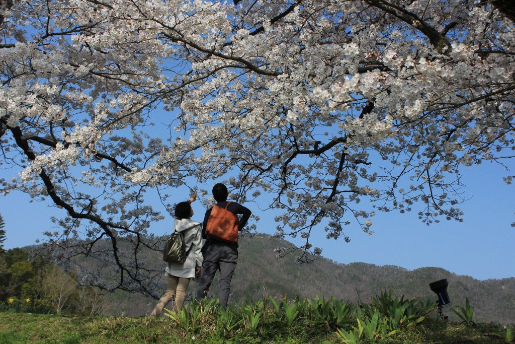 桜の木の下での画像
