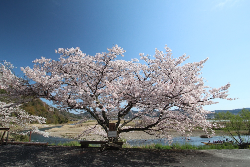 保津町下浜桜と保津川下りの画像