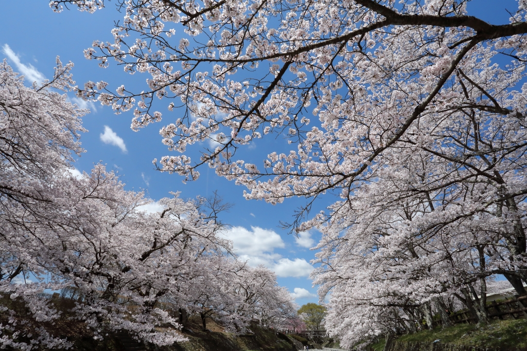 桜日和満開の画像