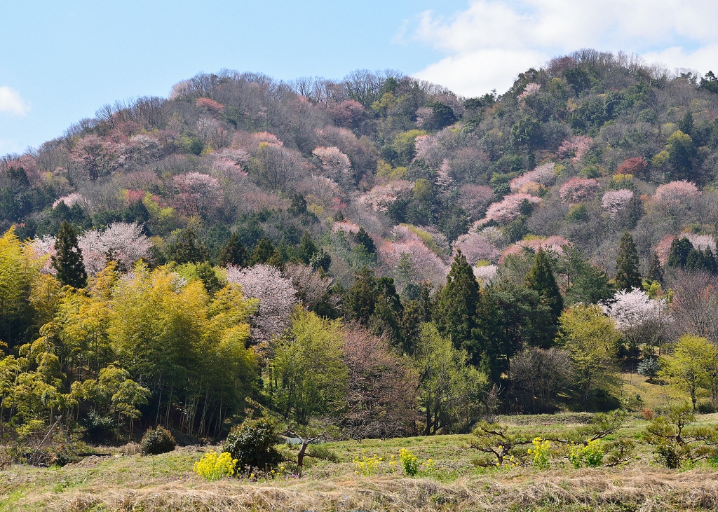 長閑な里山の画像