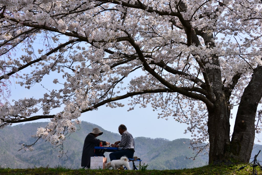 桜の下での画像
