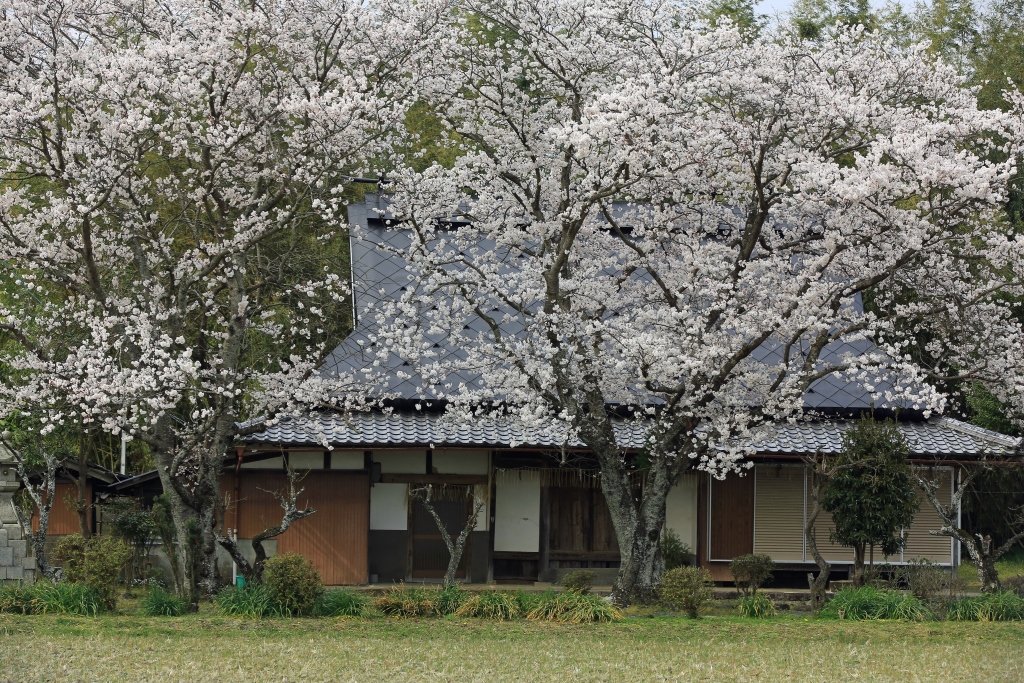 お庭の桜の画像
