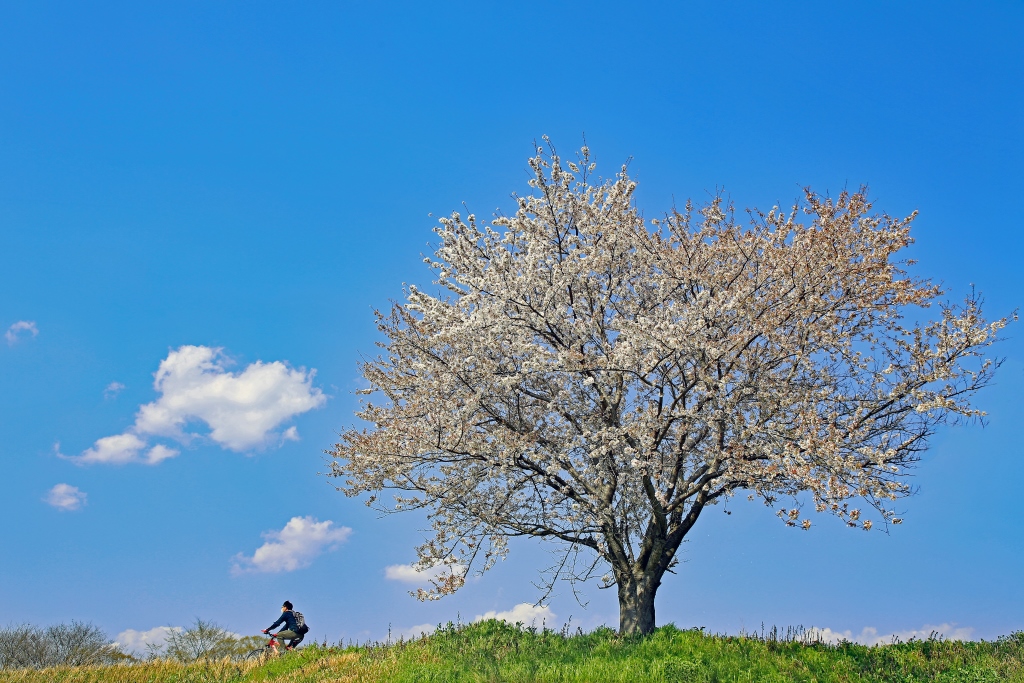 別れの一本桜の画像