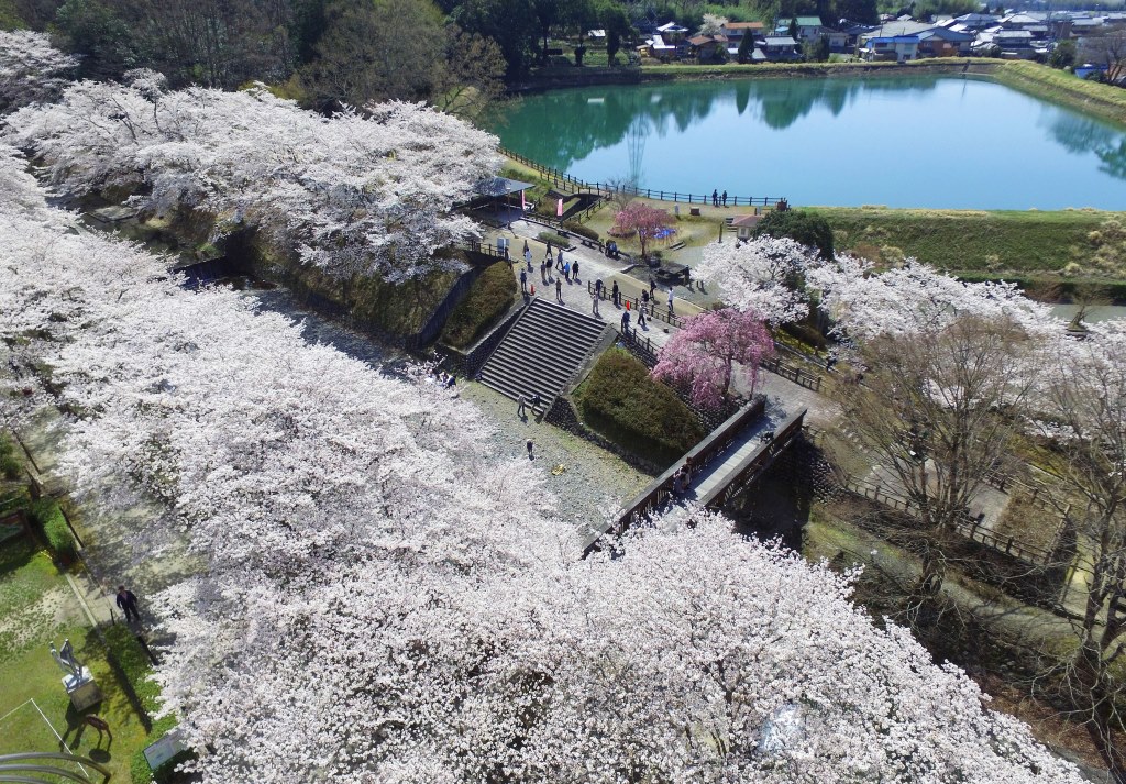 満開の七谷川の画像