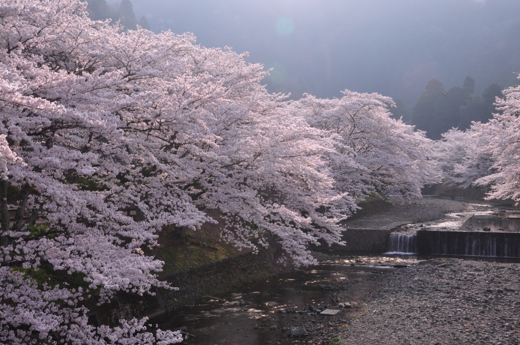 春うららの画像