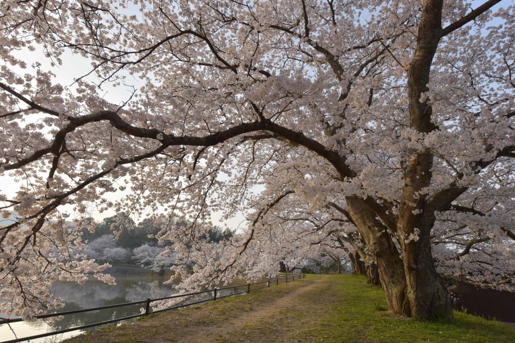 春をくぐっての画像