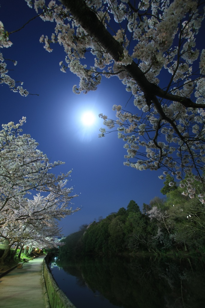 月下の桜の画像