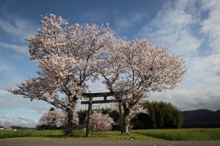 氏神さんの桜の画像