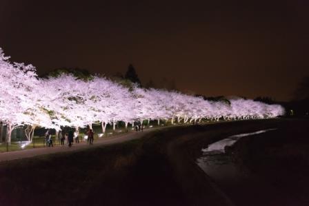 春の夜の画像