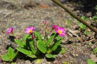 もうすぐ４月７