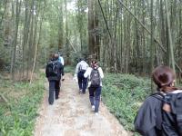 竹林の小道を進む一行の画像