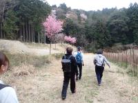 八重桜がきれいな休憩所予定地の画像
