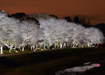亀岡運動公園の夜桜の画像