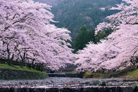 桜舞う七谷川の画像