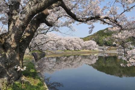 池塘春草の夢の画像