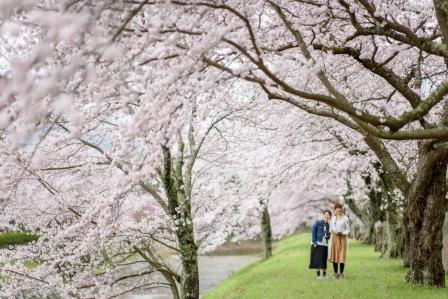 桜花爛漫の画像