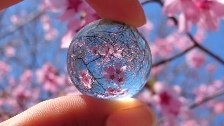 ビー玉にうつる桜の世界の画像