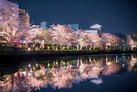 夜桜の画像