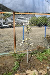 土手に植えられた花水木の木の画像