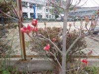 赤い花水木のつぼみの画像