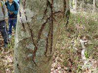 立ち木でツメを研いだ跡の画像