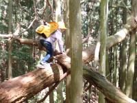 倒木の平均台を渡る児童の画像