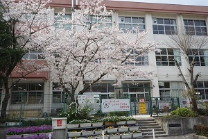 桜と校舎