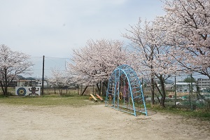 グラウンドの桜