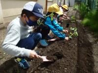 中学年の児童も移植ごてを使って植える床を準備する画像