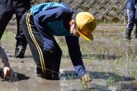 今年は泥田に入って手植えできた児童の成長した画像