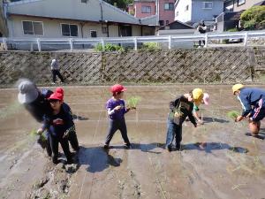 田植えをする児童らの画像