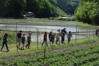 田圃へ移動する児童らの画像