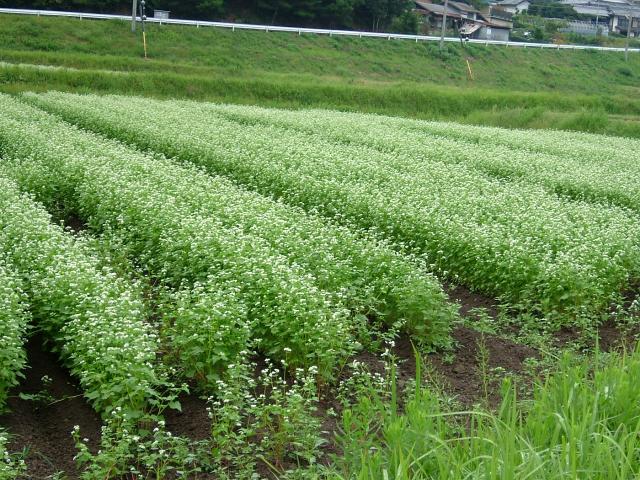 そばは、白くて可憐な花が咲きます。の画像