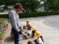 仲良く定植する1年生児童らの画像