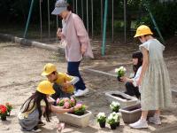 協力して定植する3年生児童らの