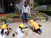 作業をする背景には咲き盛るビオラの花の画像