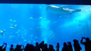 美ら海水族館