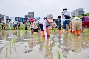 苗を植える子どもたち