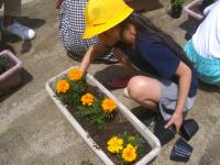黄色の花を3つトッピングし定植し女児童の画像